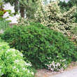 Taxus baccata 'Repandens': Bild 1/2