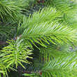 Abies sibirica: Bild 1/3