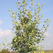 Ginkgo biloba 'Anny's Dwarf': Bild 2/2