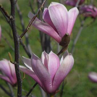 Magnolia 'Galaxy'