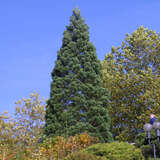 Sequoiadendron giganteum - Echter Mammutbaum
