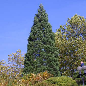 Sequoiadendron giganteum