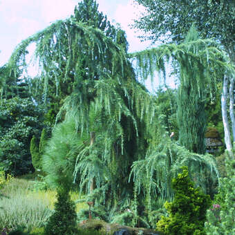 Cedrus deodara 'Blue Snake'