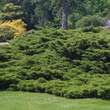 Juniperus pfitzeriana 'Pfitzeriana': Bild 1/1