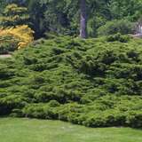 Juniperus pfitzeriana - Grüner Breitwacholder