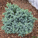 Zwerg-Kugelwacholder - Juniperus squamata 'Blue Star'