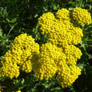 Achillea clypeolata 'Moonshine' - Schafgarbe, Edelgarbe