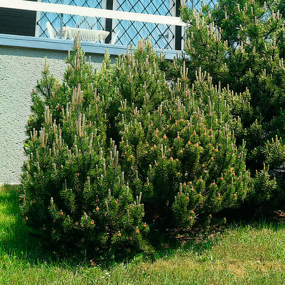 Pinus mugo: Bild 1/4 Pinus mugo: Bild 1/4