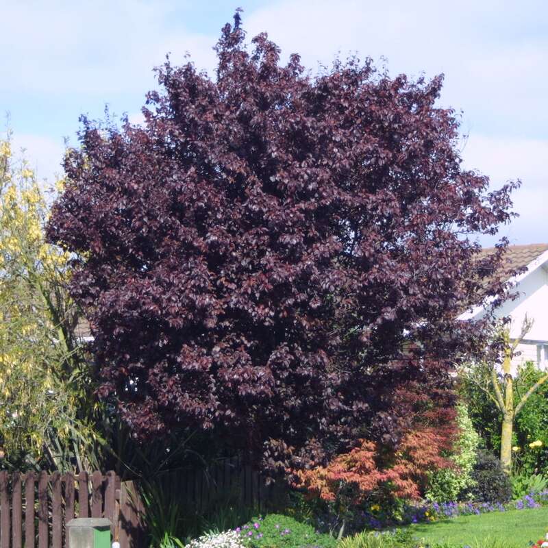 Blutpflaume Prunus cerasifera 'Nigra' rosa