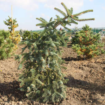 Abies pinsapo 'Pendula'