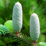 Abies pinsapo 'Kelleriis' - Spanische Tanne