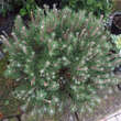 Pinus mugo 'Laurin': Bild 1/2