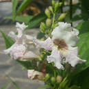 Chitalpa tashkentensis 'Summer Bells' - Sommerglocke