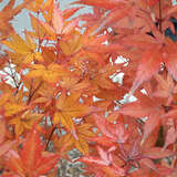 Acer palmatum 'Silhouette' - Japanischer Säulen-Ahorn