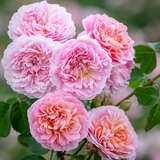 Rose 'Eustacia Vye' - Englische Strauchrose