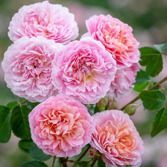 Rose 'Eustacia Vye'