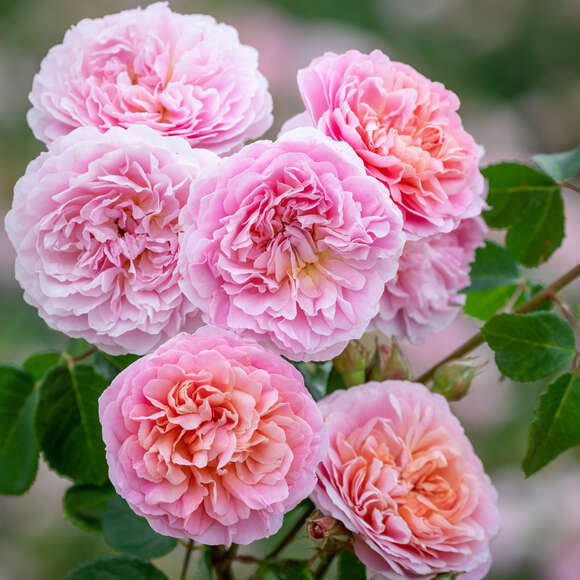 Rose 'Eustacia Vye': Bild 1/6 Rose 'Eustacia Vye': Bild 1/6