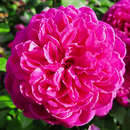 Rose 'James L. Austin' - Englische Strauchrose