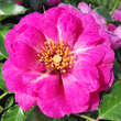 Rose 'Orienta Djamila': Bild 1/4