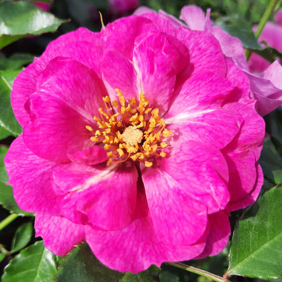 Rose 'Orienta Djamila': Bild 1/5 Rose 'Orienta Djamila': Bild 1/5