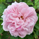 Rose 'Saphir' - Moderne Strauchrose