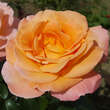 Rose 'Rosemary Harkness': Bild 3/4