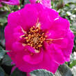 Rose 'Orienta Djamila': Bild 3/4