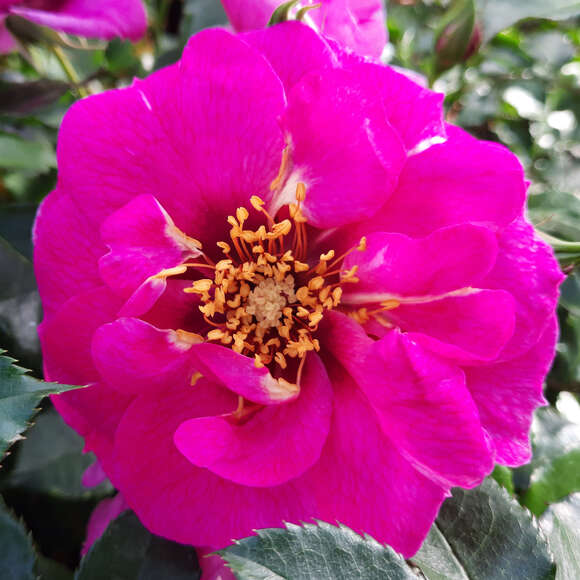 Rose 'Orienta Djamila': Bild 3/5 Rose 'Orienta Djamila': Bild 3/5