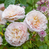 Rose 'Emily Brontë' - Englische Strauchrose