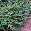 Juniperus communis 'Repanda' - Kriechwacholder
