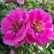 Rose 'Orienta Djamila': Bild 2/5