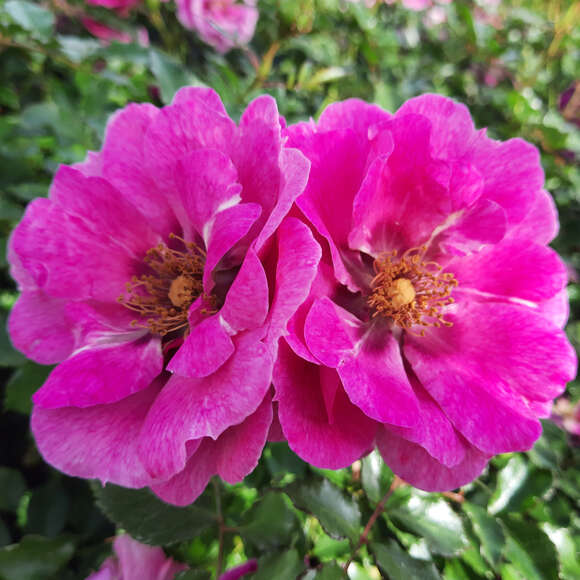 Rose 'Orienta Djamila': Bild 2/5 Rose 'Orienta Djamila': Bild 2/5