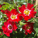 Rose 'Rambling Rosie' - Ramblerrose