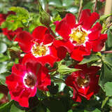 Rose 'Rambling Rosie' - Ramblerrose