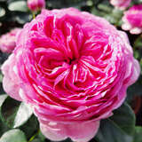 Rose 'Modern Art' - Moderne Edelrose