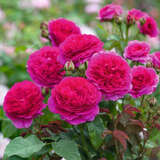Rose 'Gabriel Oak' - Englische Strauchrose