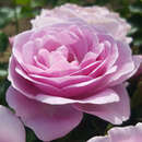 Rose 'Nautica' - Beetrose