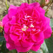Rose 'Perfect Match': Bild 1/6