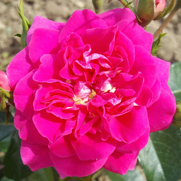 Rose 'Perfect Match': Bild 1/6 Rose 'Perfect Match': Bild 1/6