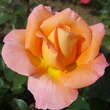 Rose 'Rosemary Harkness': Bild 2/4