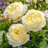 Rose 'Vanessa Bell' - Englische Strauchrose