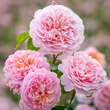 Rose 'Eustacia Vye': Bild 2/6