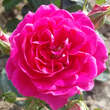 Rose 'Perfect Match': Bild 3/6
