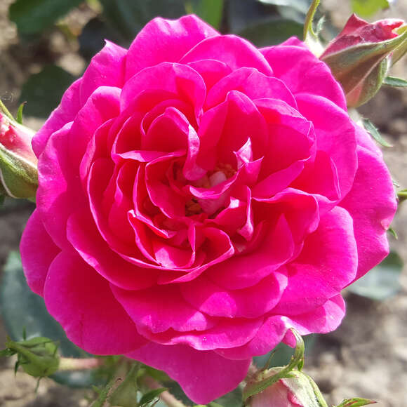 Rose 'Perfect Match': Bild 3/6 Rose 'Perfect Match': Bild 3/6
