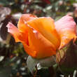 Rose 'Rosemary Harkness': Bild 4/4