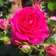 Rose 'Perfect Match': Bild 6/6