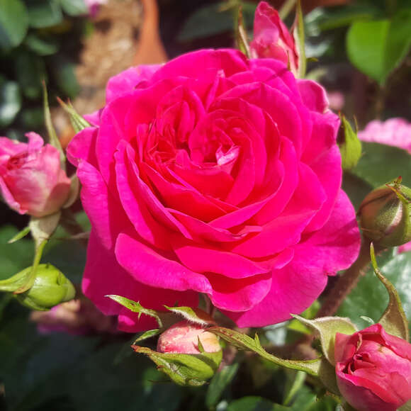 Rose 'Perfect Match': Bild 6/6 Rose 'Perfect Match': Bild 6/6