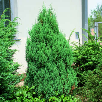 Juniperus chinensis 'Stricta'