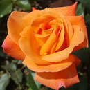 Rose 'Rosemary Harkness' - Englische Beetrose