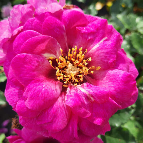 Rose 'Orienta Djamila': Bild 5/5 Rose 'Orienta Djamila': Bild 5/5